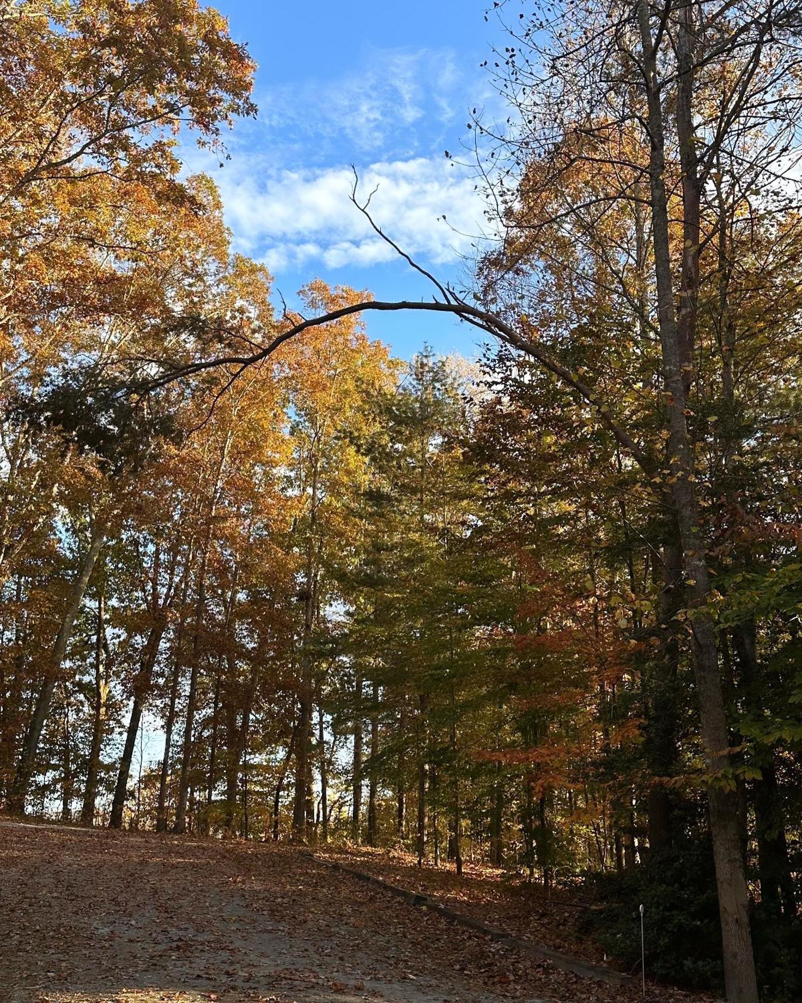 Appalachian Mountain Cabin-Updated-Private-Rafting On Ocoee River-Hiking-Waterfalls-Wifi-Pets Ok マーフィ エクステリア 写真